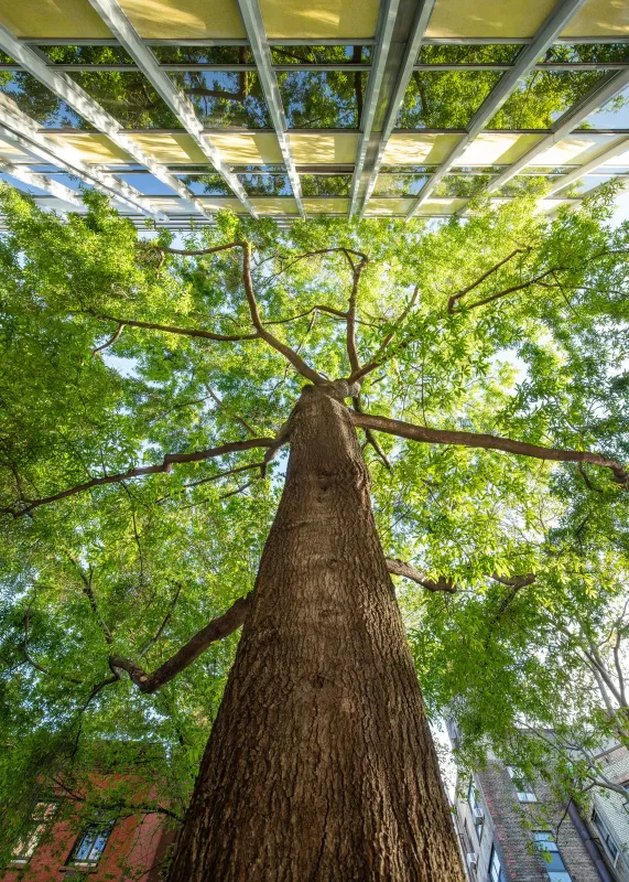 Reading Trees, Matthew López-Jensen