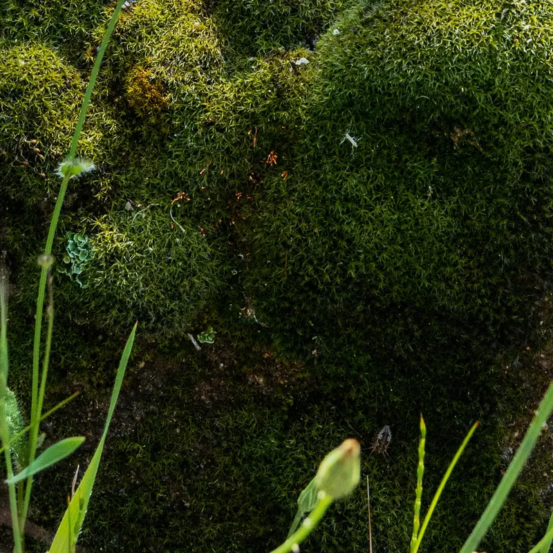 On ne voit jamais deux fois la même plante, Peng JiaHao