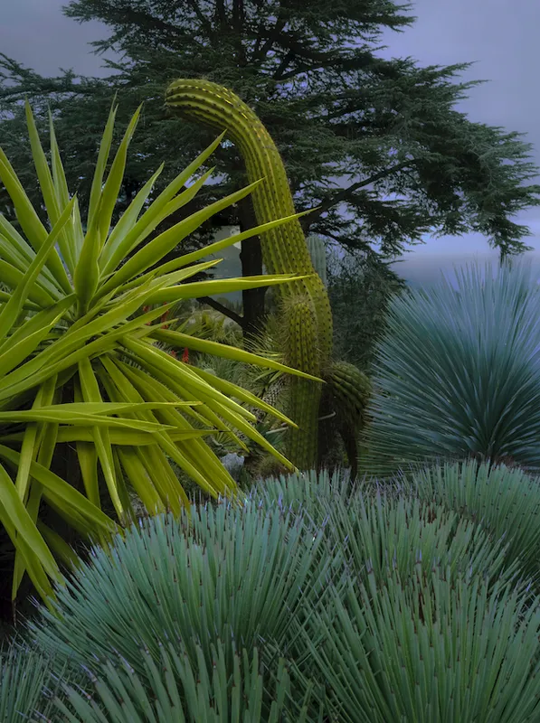 Cactusmania, Philippe Chancel