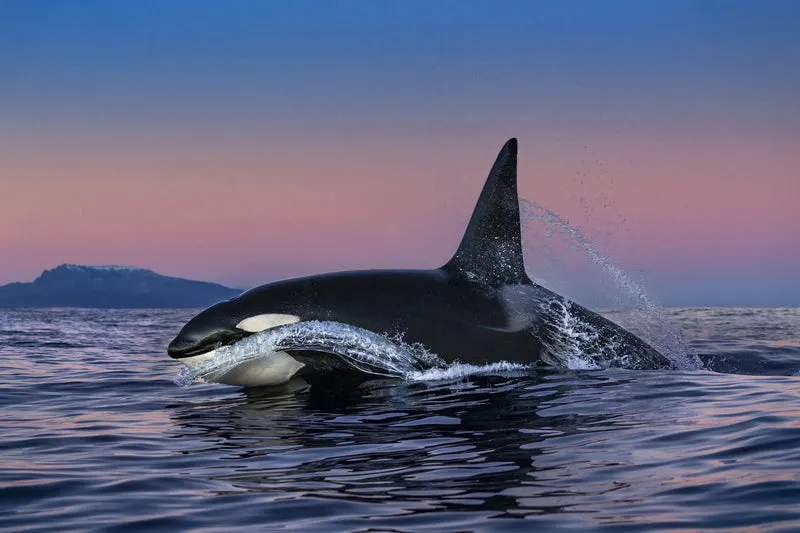 Reverence: The Photography of Paul Nicklen, Paul Nicklen