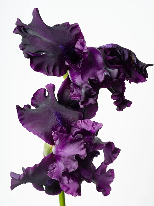 Flowering, Sharon Core
